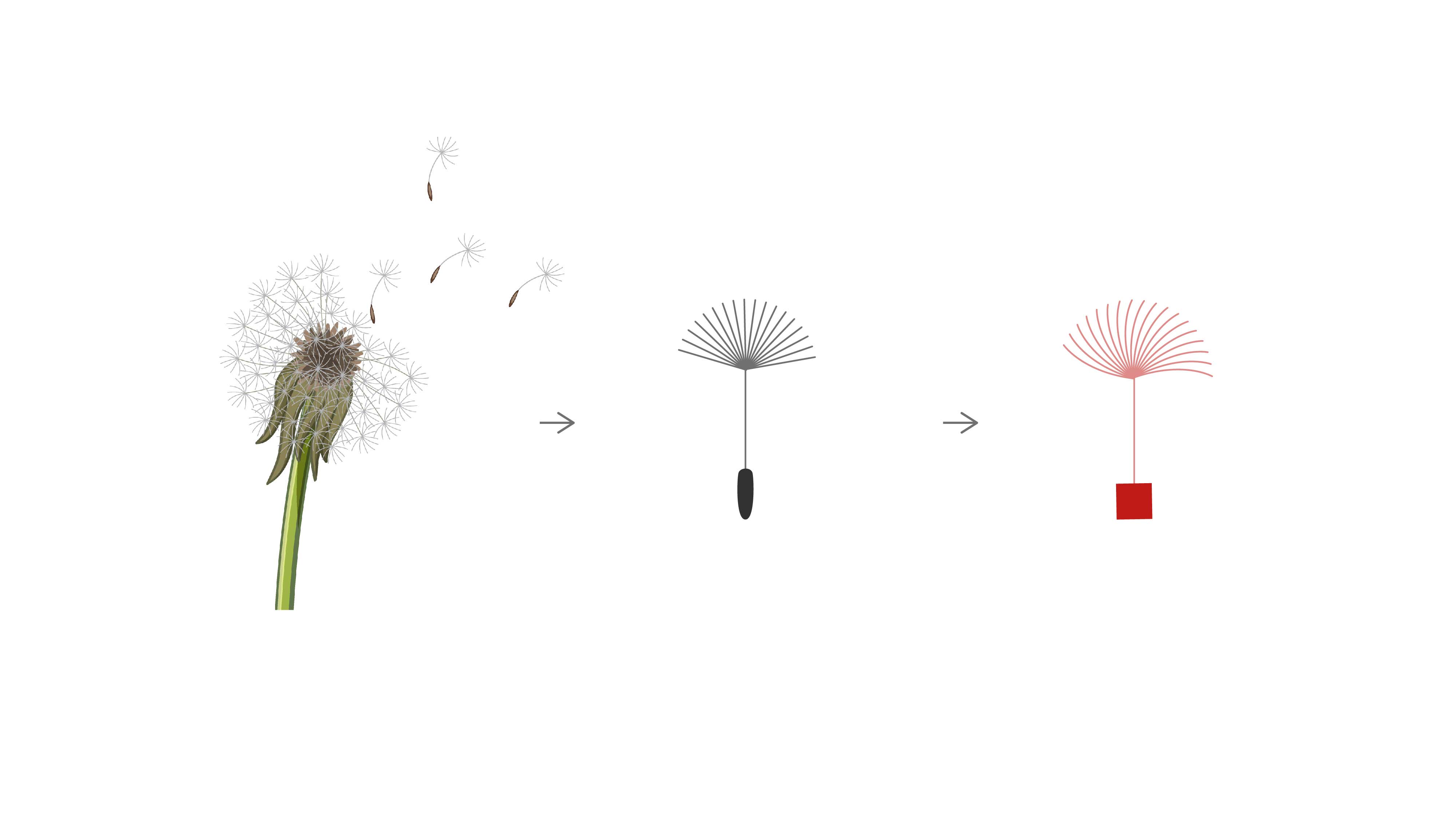 Dandelion: from flower seed to word seed.
