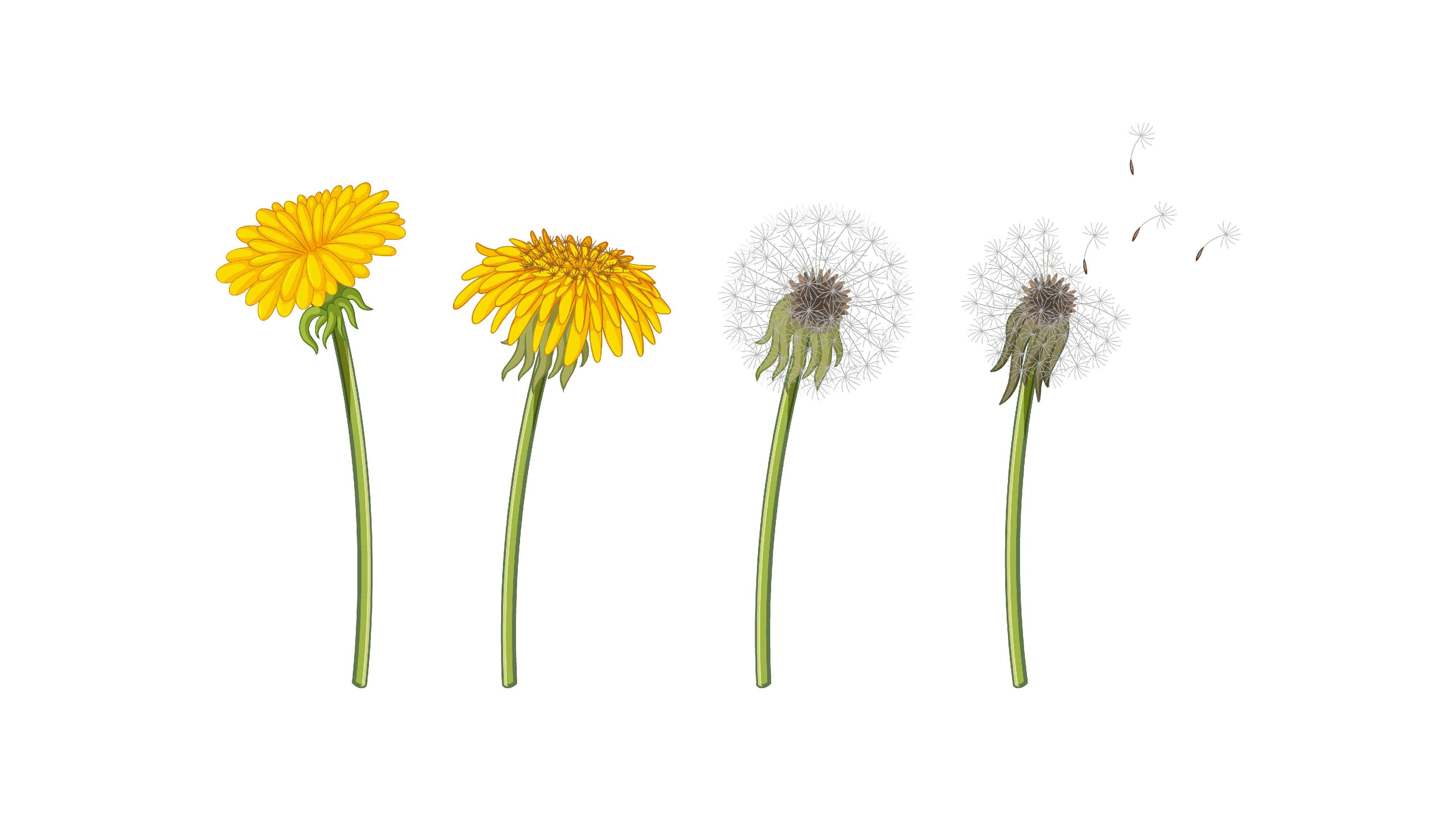 Dandelion stages. Image by brgfx on Freepik.